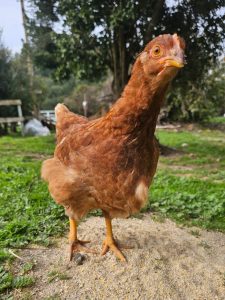 gallinas ponedoras