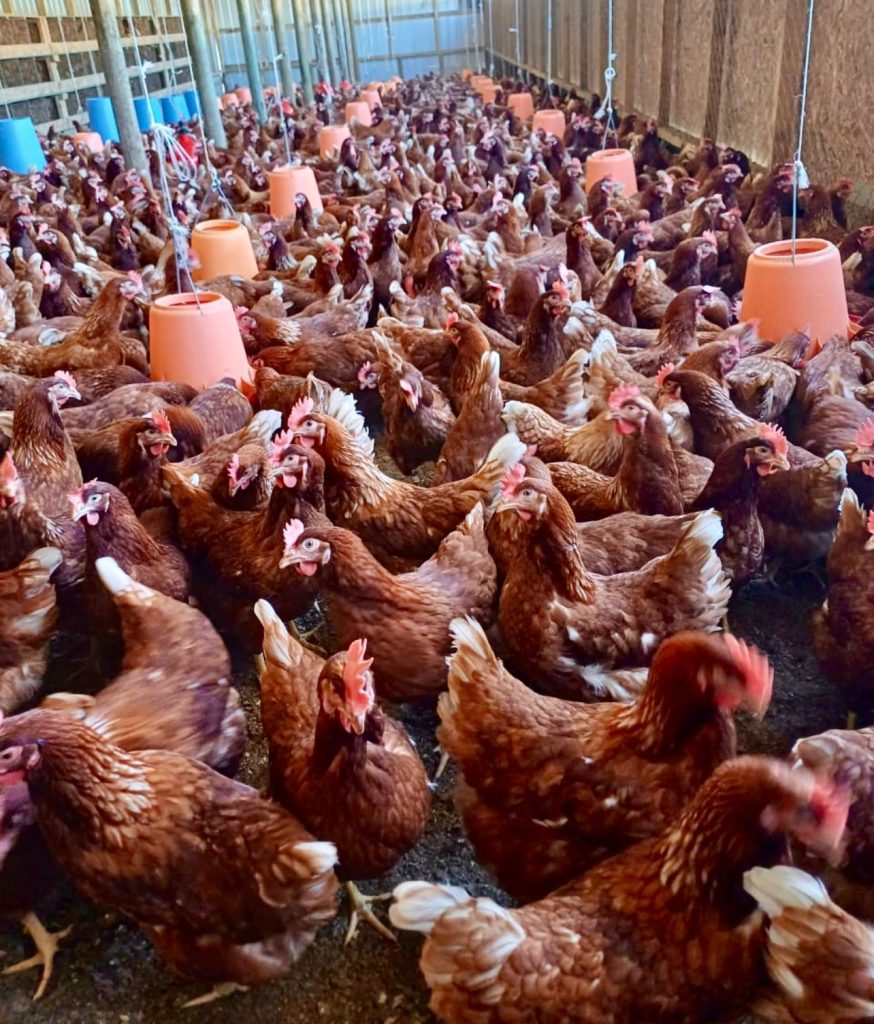 gallinas ponedoras